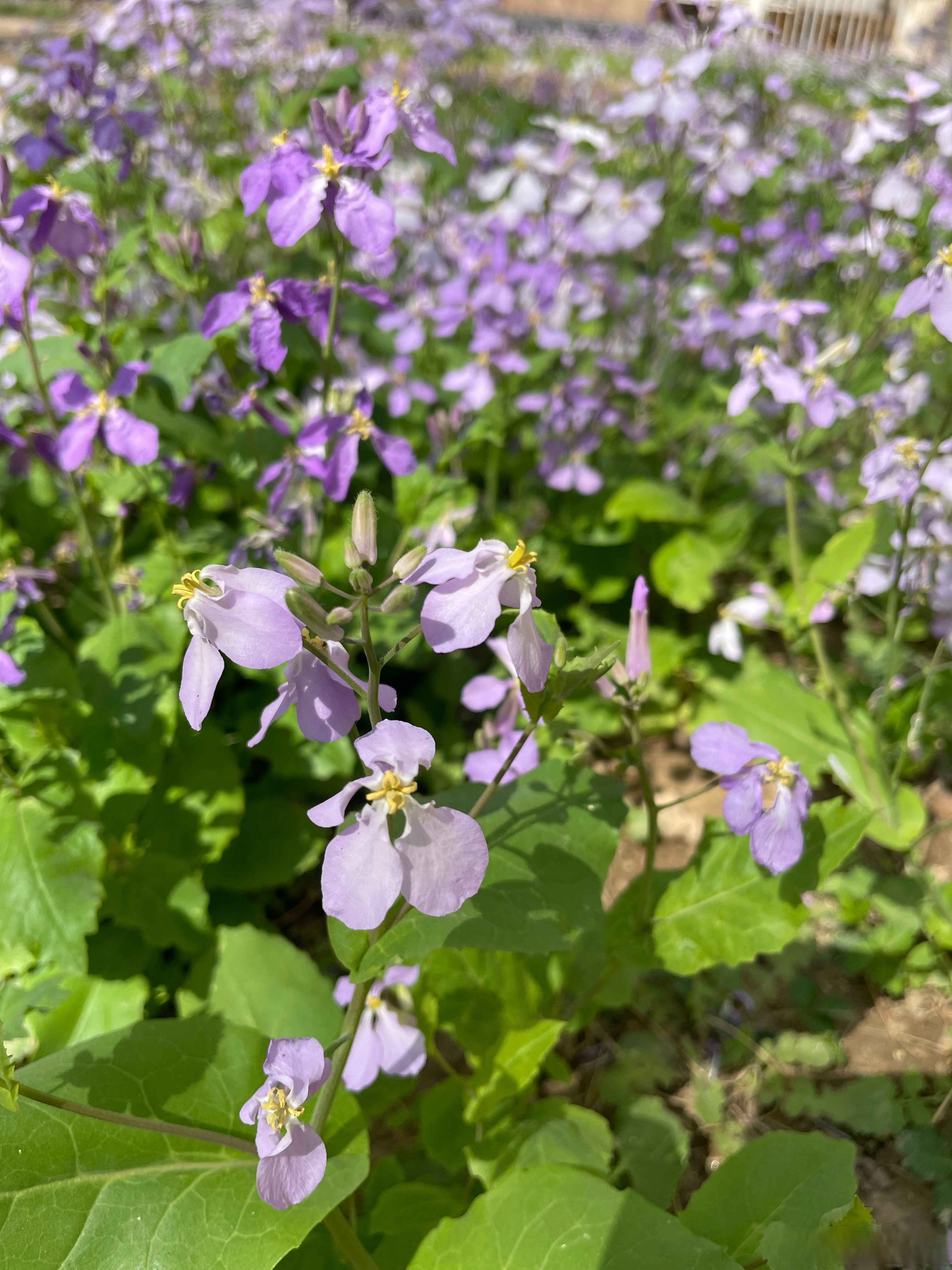北京朝阳区一地升为高风险.北京朝阳区高风险地区-第2张图片