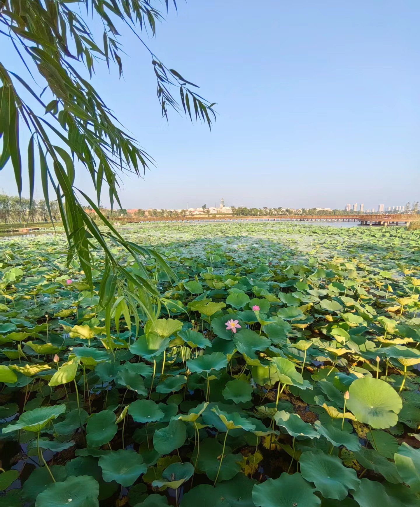 “杭州荷花苑疫情” 杭州荷花苑疫情最新消息？-第1张图片